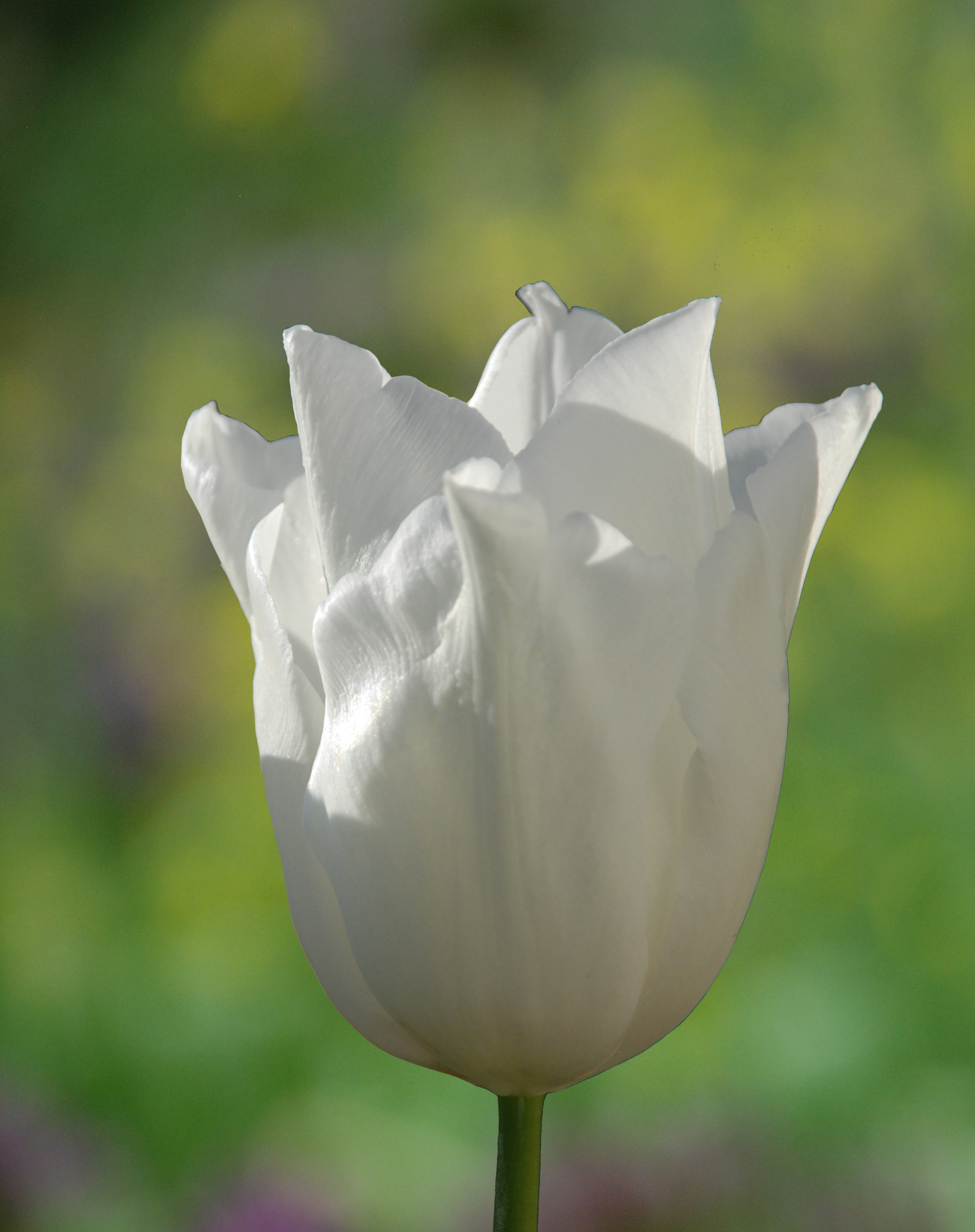 Tulip Purissima 35 bulb pk